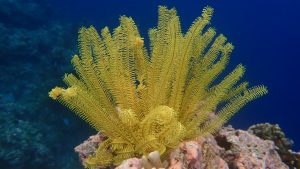 https://snorkelingmenjangantour.com/menjangan-tour