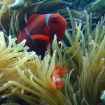 httpps:snorkelingmenjangantour.com