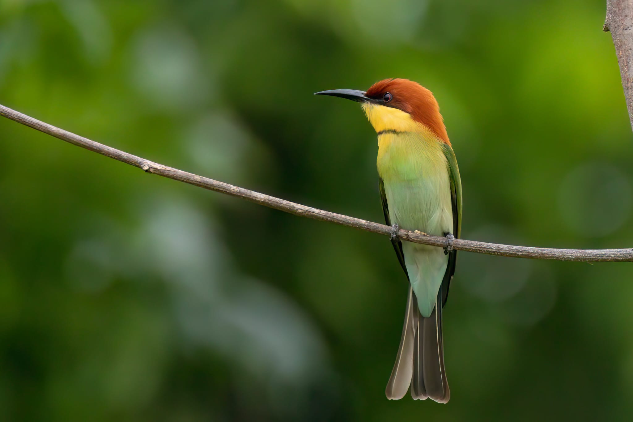 "bird watching tour bali barat"