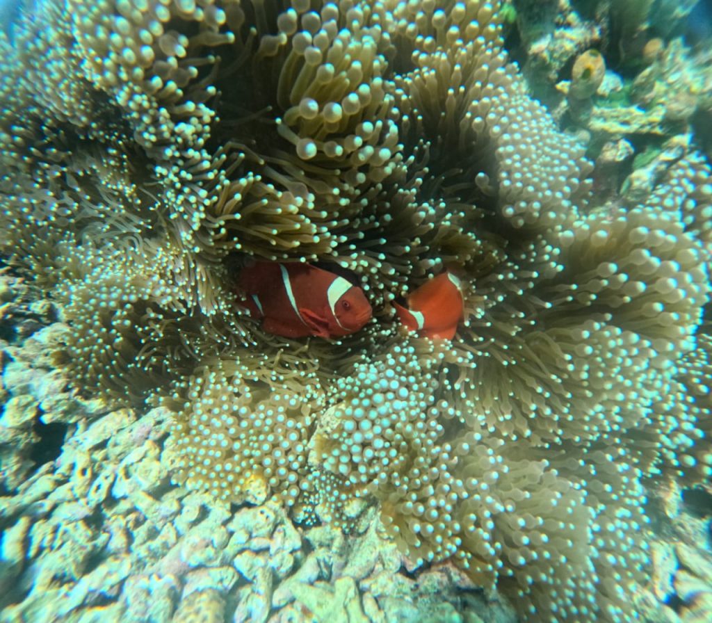 "snorkeling from cruise ship celukan bawang port"