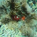 clown fish