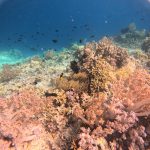 coral menjangan