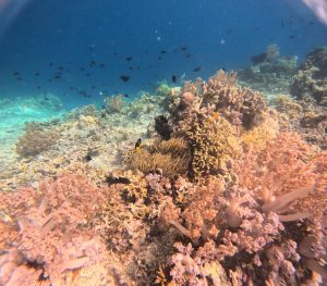 snorkeling menjangan tour