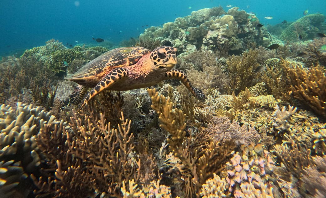 "sea turtle in menjangan island"