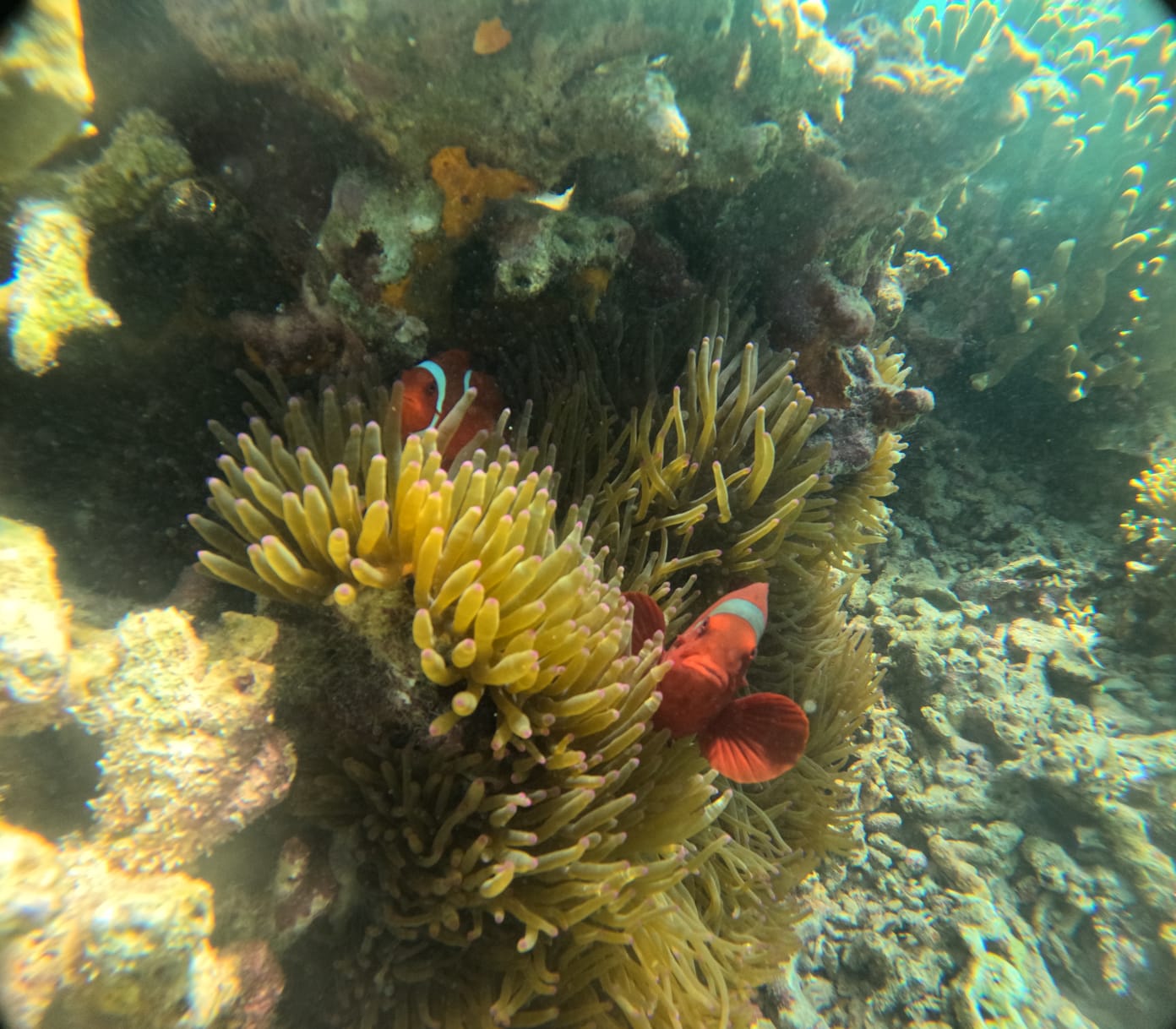 "clown fish menjangan"
