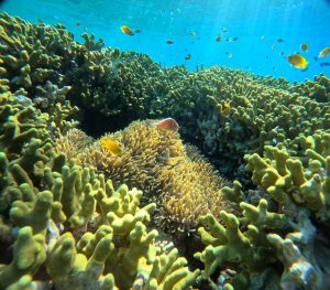 "fish & coral"