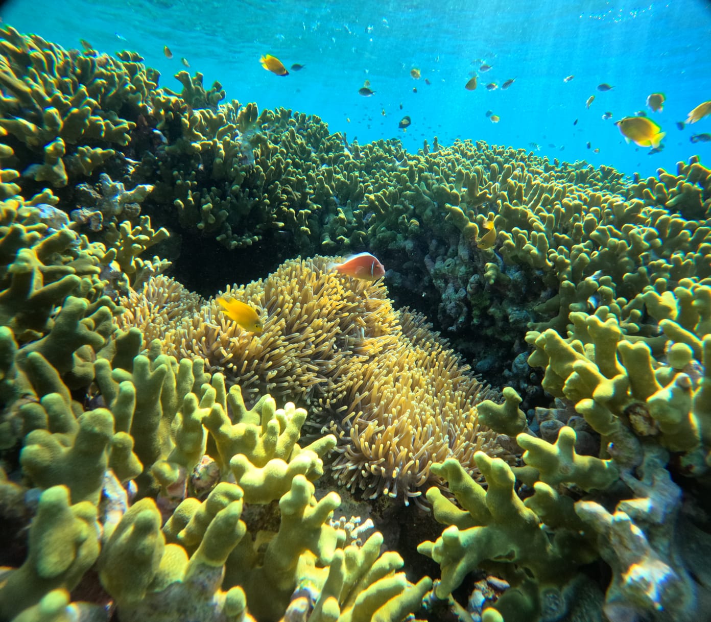 "fish & coral"